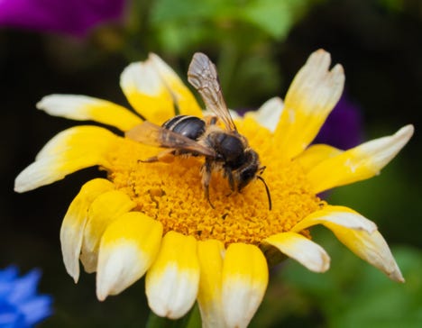Insekten