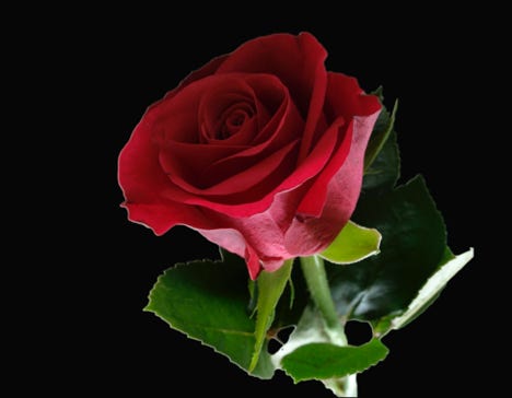 Blumen